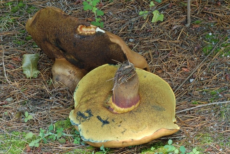 Boletus e Tricholoma da determinare.